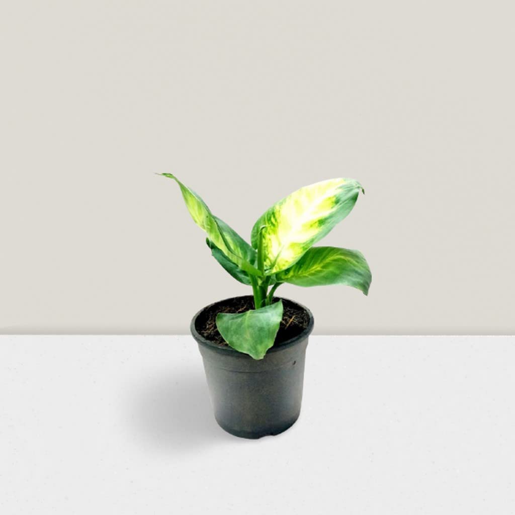 OhhSome Indoor Plants For Home Dieffenbachia Seguine Plant Combo Live (Healthy Plant) 3