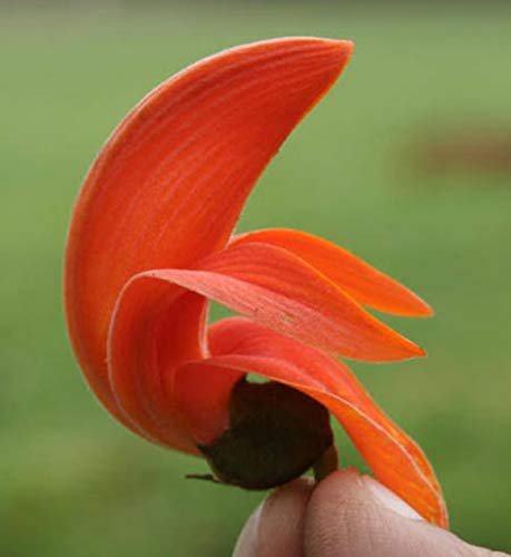 VIJAYALAKSHMI Dry Tesu Ke Phool 150 Grm - Palash Ke Phool - Dhak Ke Phool - Bute a Monosperma - Tesu phool - Flower of Palash - Phool Tesu - Dhak Phool 2