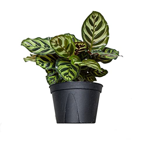 Creative Farmer Indoor Plants Calathea Makoyana, 12 Cm Potbrilliant Pink Leaves (Air Purifier Healthy Live Plant)