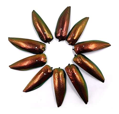 Sunne Tropical - Drill (Hole) 100 Pcs Jewel Beetle Elytra Natural Wings for Art Craft Apparel Sewing Beads Embroidery Design (Reddish TOP2) 1