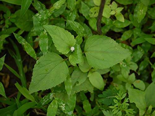 Creative Farmer Communist Pacha (Chromolaena Odorata) Siam Weed Rare Medicinal Live Plant (Healthy Live Plant) 3