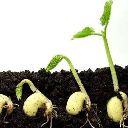 Organic Compost Cow Dung Manure 150 gm 4