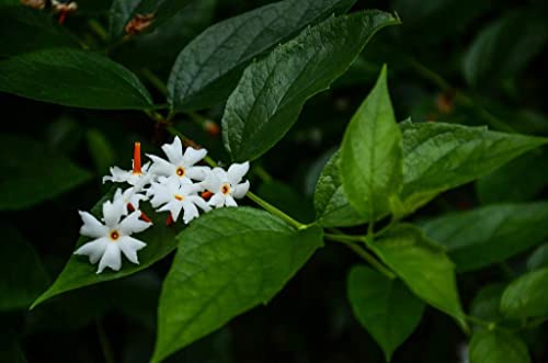 Creative Farmer Pavizhamalli (Nyctanthes Arbor-Tristis) Night Jasmine, Parijat For Golden/Yellow Flowers Spring And Summer Medicinal Plant (Healthy Live Plant) 3