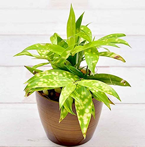 Creative Farmer Yellow Milky Bamboo Indoor Plant For Balcony (Healthy Live Plant) 3