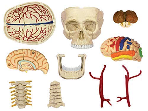 Anatomy Model, 4D Human Anatomy Cranial Skull Model, Human Skull with Brain 39-Part Life-Size Anatomy for Science Classroom Study Display Teaching Medical Model Skeleton Model 4