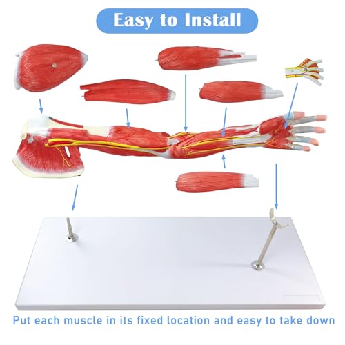 NEW HORIZON Human Arm Anatomical Muscle Model Anatomy Arm Model, Upper Limb Muscle Model Shoulder Anatomy Model Muscular Hand Model – 7 Pieces, Life Size, Includes Base 5