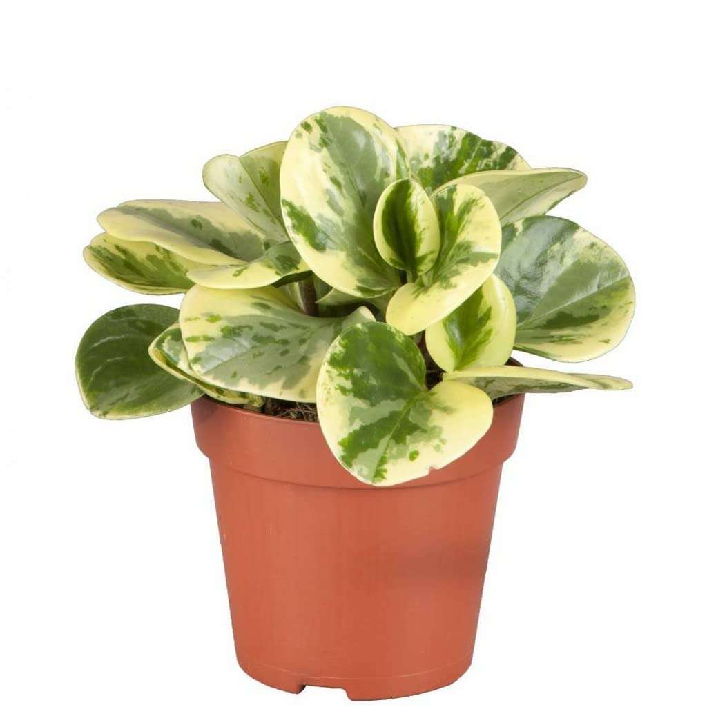 OhhSome Indoor Plant Large Peperomia Variagated Live Shrub Indoor|Outdoor For Home & Garden (Healthy Plant) 1
