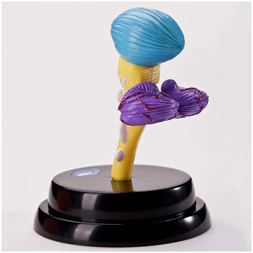 Anatomy Model, Human Brain Model - Brain Model - Detachable Human Organ Model Brain Model for Study Display Teaching Medical Model for Medical Demonstration Skeleton Model 5
