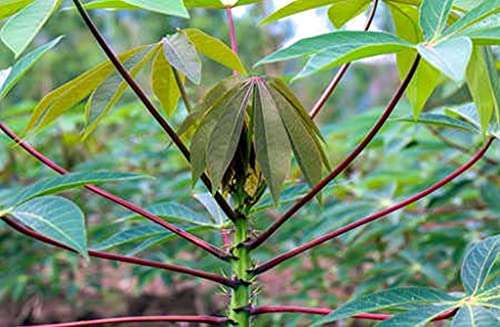Creative Farmer Kerala Kappa Tapioca, Manihot Esculenta Or Cassava Stem Cuttings For Growing Natural Live Plant (Healthy Plant) 2