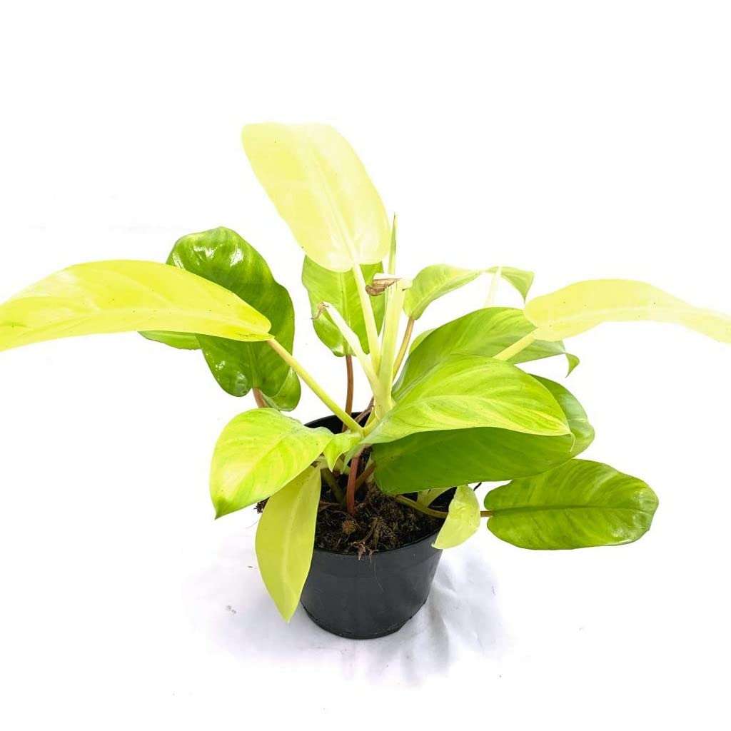 OhhSome Indoor Plant Office Ceylon Golden Philodendron Live Plants (Healthy Plant) 2
