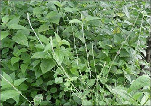 OhhSome Achyranthes Aspera - Kadaladi Apamarga Chirchita Latjira Prickly Chaff Flowers Manarina Devils Horse Whip Rough Achyranthes Rude Aspera Living Plant With Poly Bag (Healthy Live Plant) 4