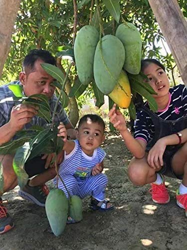 SIAM GARDEN Sweet Catimon Mango All Season Catimon Mango Live Plant 3