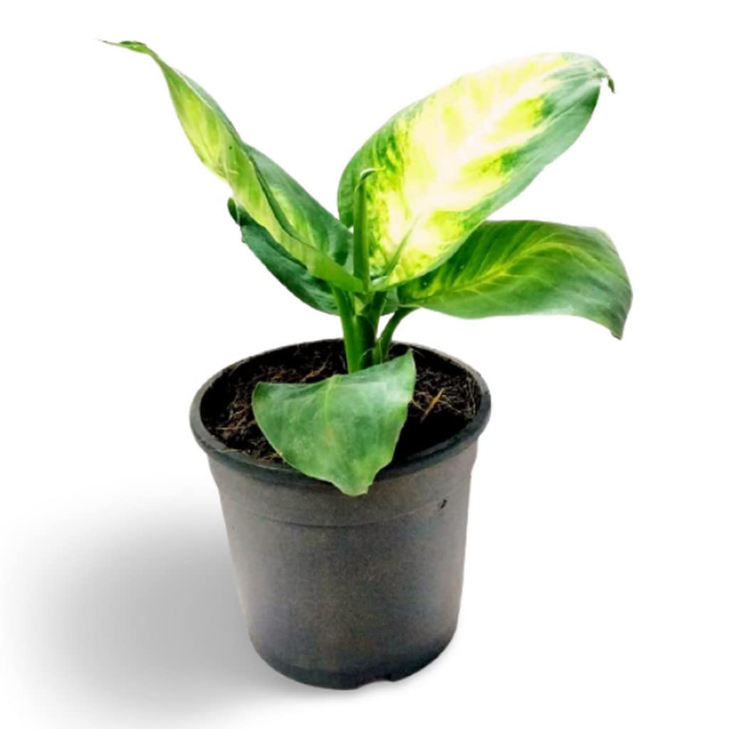 OhhSome Indoor Plants For Home Dieffenbachia Seguine Plant Combo Live (Healthy Plant) 1