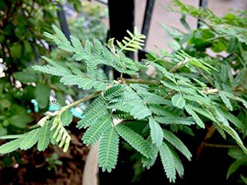 OhhSome Shami - Plant (Vanni Maram) Live Tree Prosopis Cineraria Banni Jam Dhaniushta Nakshatra Patra Sami Chikur Chonkar Paudha Jammi Chettu Jandi Khejri Parampu Somi (Healthy Live Plant) 3