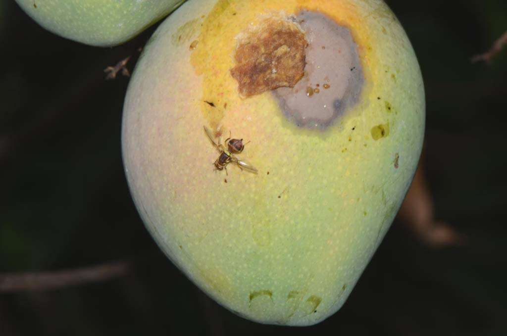 Fruit Fly Lure Pack of 20 |Pheromone Lure for Fruit Fly (Bactrocera Dorsalis, Bactrocera Correcta, Bactrocera Zonata) 6