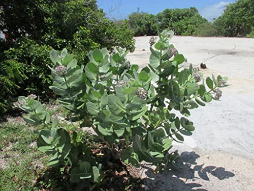 Creative Farmer Erukku (Calotropis) Milk Weed/Crown Flower Bili Ekkada Gida Ganpati Gigantea Living Plant Poly Bag (Healthy Live Plant) 4