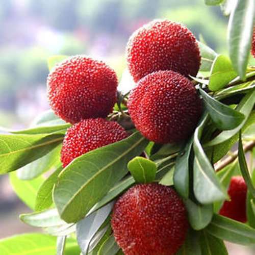 Nema Myrica Gale Fruit Seeds - 10 Pcs 3