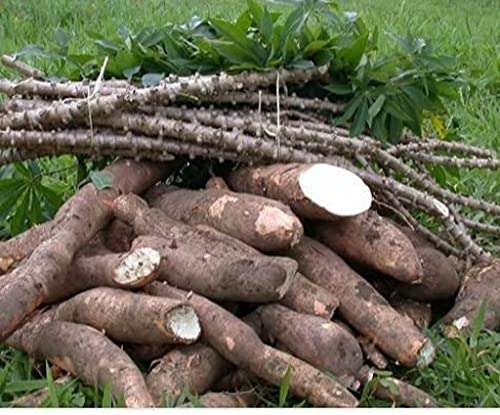 Creative Farmer Kerala Kappa Tapioca, Manihot Esculenta Or Cassava Stem Cuttings For Growing Natural Live Plant (Healthy Plant) 4