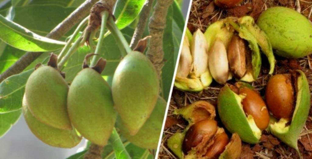 ILUPPAI/MAHUA/MAHUA LONGIFOLIA SEEDS 300 GM (300 SEEDS PER PACKET) 4