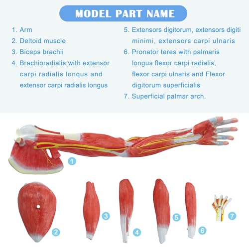 NEW HORIZON Human Arm Anatomical Muscle Model Anatomy Arm Model, Upper Limb Muscle Model Shoulder Anatomy Model Muscular Hand Model – 7 Pieces, Life Size, Includes Base 6