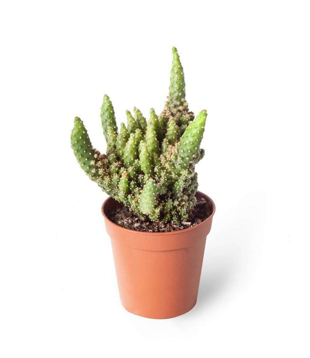 OhhSome Indoor Cactus Plant - |Home|Indoor|Bedroom|Table|Living Room|Office Decoration Giftopuntia Tuna Montrosa,7 Cm Pot House/Office Live (Air Purifier Healthy Plant) 3