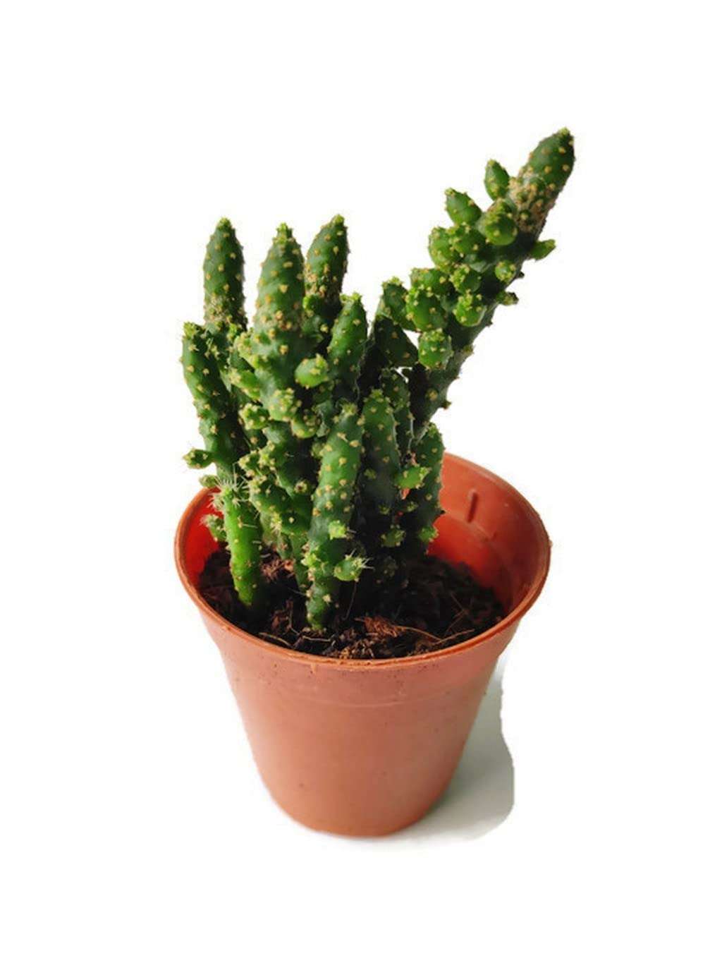 OhhSome Indoor Cactus Plant - |Home|Indoor|Bedroom|Table|Living Room|Office Decoration Giftopuntia Tuna Montrosa,7 Cm Pot House/Office Live (Air Purifier Healthy Plant) 1