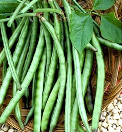 Black Eyed Peas (Lobiya) Seed 120 SEED 1
