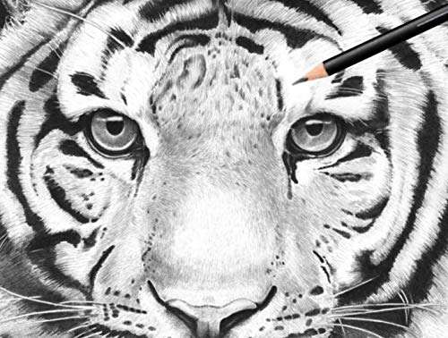 Pencil Buddies Sketch Pencils For Drawing,12 Pack Drawing Pencils Set,Art Pencils For Drawing&Shading,Triangular Graphite Pencils,Shading Pencil For Sketching,Adults&Kids,8B-6H,Pencil Buddies 2