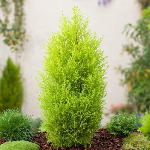 Grun Live Decorative Christmas Tree/Araucaria