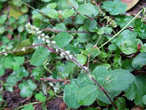 OhhSome Achyranthes Aspera - Kadaladi Apamarga Chirchita Latjira Prickly Chaff Flowers Manarina Devils Horse Whip Rough Achyranthes Rude Aspera Living Plant With Poly Bag (Healthy Live Plant) 2