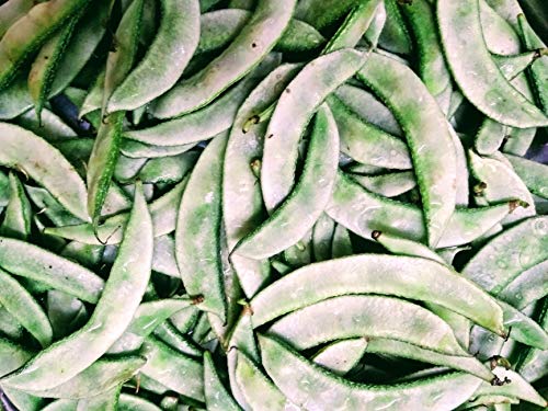 Dolichos Bean/Sheem/Lab Lab Beans/Hyacinth/Avarai Seeds (60 seeds) 2