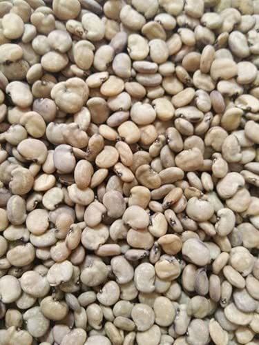 Cluster Beans 3