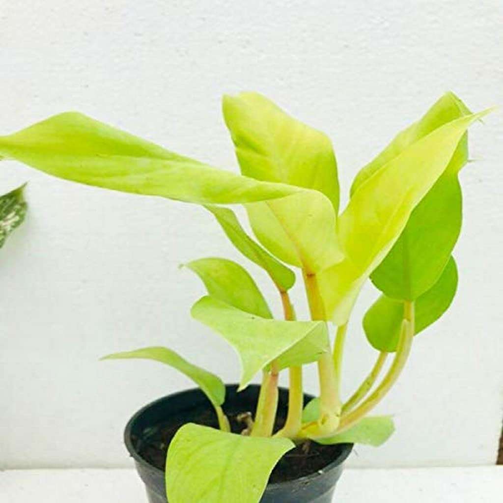 OhhSome Indoor Plant Office Ceylon Golden Philodendron Live Plants (Healthy Plant) 4