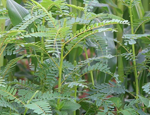 Creative Farmer Agathi Cheera (Sesbania Grandiflora) 100 Seeds Agasthi/Bokful Keerai Seeds 2