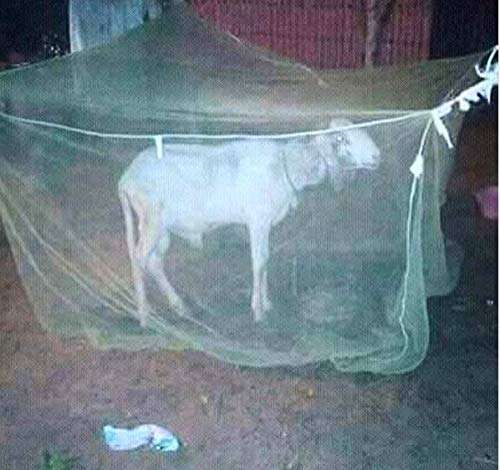 Farmer King Animal Mosquito Net - Cow Shed Machardani - Fly Disease Irritation Protection Net - Mosquito Net for Dairy Farm for Horse,Cow,Buffalo and Infant (25x20x10 FT) 3