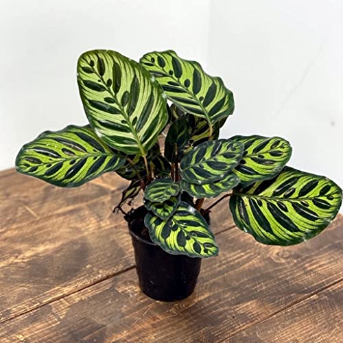 Creative Farmer Indoor Plants Calathea Makoyana, 12 Cm Potbrilliant Pink Leaves (Air Purifier Healthy Live Plant) 3