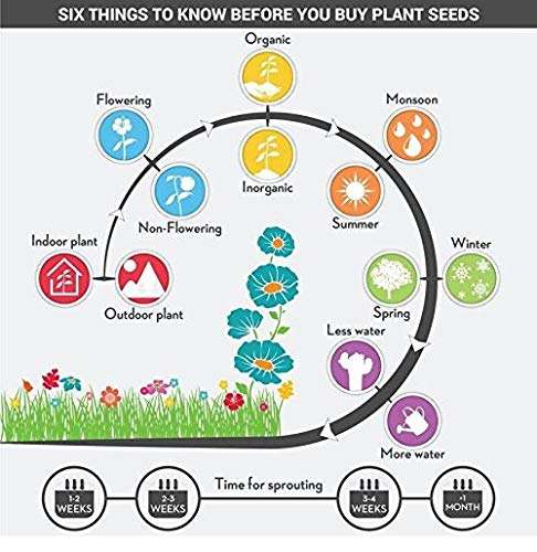 Vibex-™ VXI-783-Home Gardening Planting Herb Seeds Thai Basil 4