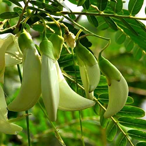 Creative Farmer Agathi Cheera (Sesbania Grandiflora) 100 Seeds Agasthi/Bokful Keerai Seeds 3