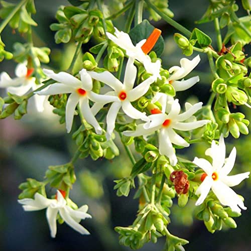 Creative Farmer Pavizhamalli (Nyctanthes Arbor-Tristis) Night Jasmine, Parijat For Golden/Yellow Flowers Spring And Summer Medicinal Plant (Healthy Live Plant) 2