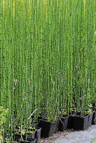 Green Paradise Water Bamboo Equisetum Live Healthy water Plant With Beautiful Pot 2