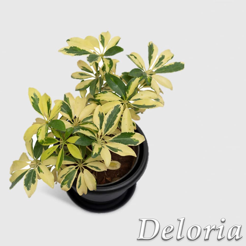 Delorea live Sheffera plant, Beautiful indoor plant for glowing decor look around garden and indoor 3