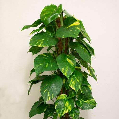 COIR GARDEN COIR MOSS STICK - COCO POLE 3 Feet(91 CM) - 6 PIECES - COIR MOSS STICK for CLIMBING MONEY PLANT, INDOOR & OUTDOOR PLANTS, HOUSING PLANTS SUPPORT STICK 6