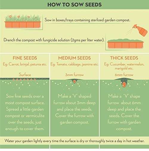 The Entacloo_™ F1 Hybrid Green Chilli Pepper Seeds " Arka Khyati " High Yield Disease Resistant Variety_Y1476(40per packet) 4