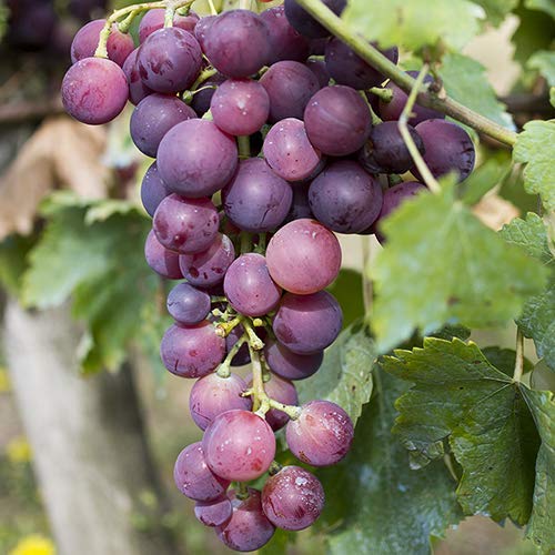 UGANIO PLANT Live Plant Grape Fruit Black Dwarf Fruit Home Garden (1 Healthy Plant) 3