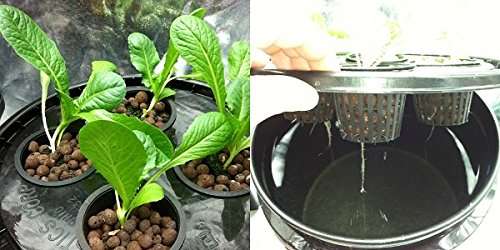 BIO BLOOMS AGRO INDIA PRIVATE LIMITED Netted Pots or Hydroponic and Aquaponics Pot Black Color Set of 50 Pcs Bio_160c 5