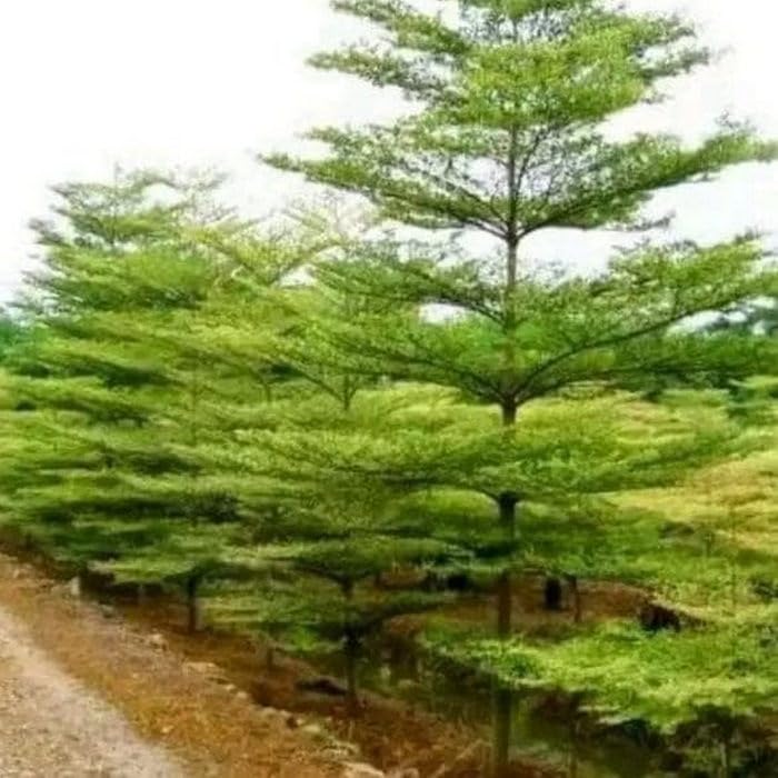 Creative Farmer Terminalia Mentalis Chinese Mantaly - Outdoor Ornamental Tree (Best Shade & Tree) Green