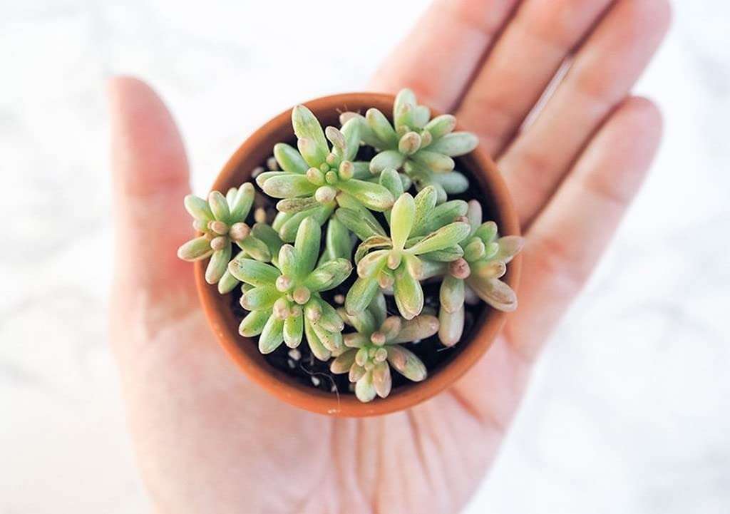 Creative Farmer Succulent Plant Pegasus Flora Live Jelly Bean Exotic Plants Succulents Mini Decorations (Healthy Plant) 5