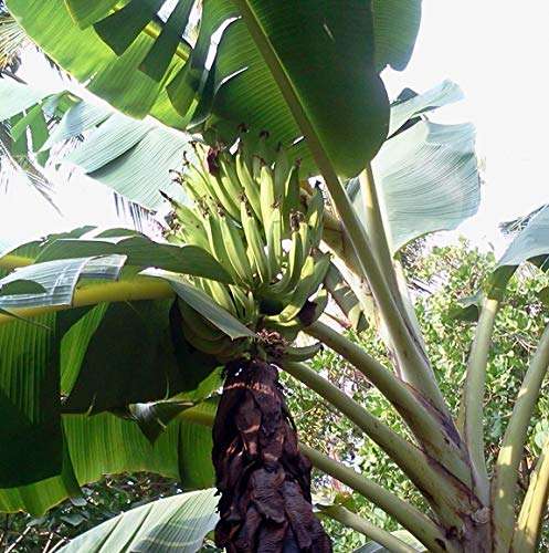 CooPany® Kerala Nendran Banana Live Plant - Rhizome Varity (Not Tissue culture plant) 1