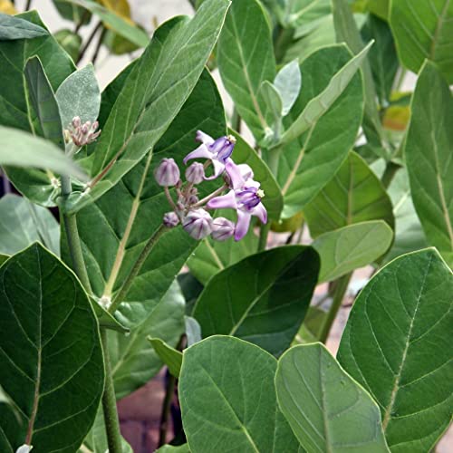 Creative Farmer Erukku (Calotropis) Milk Weed/Crown Flower Bili Ekkada Gida Ganpati Gigantea Living Plant Poly Bag (Healthy Live Plant) 2