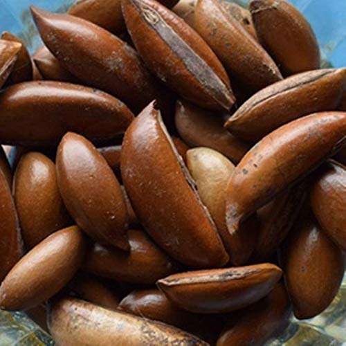 ILUPPAI/MAHUA/MAHUA LONGIFOLIA SEEDS 300 GM (300 SEEDS PER PACKET) 2